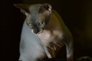 sphynx cats 