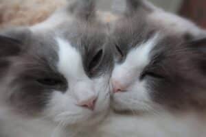 ragdoll cats 