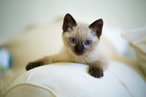 Siamese