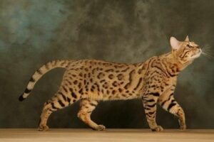 egyptian mau