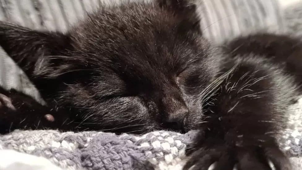 Bagheera A Three Leg Cat Takes Bus tour to Airport