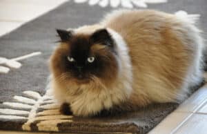 himalayan cat