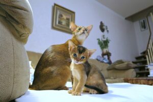 abyssinian cat