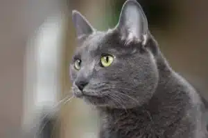 korat cat