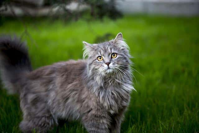 Top 5 Cats Who Have Long Hair