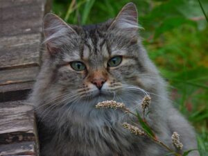 Norwegian forest cat