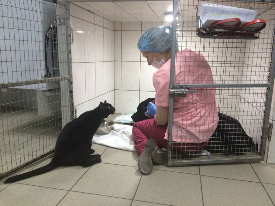 Paralyzed rescue cat becomes a nurse at a shelter saving lives