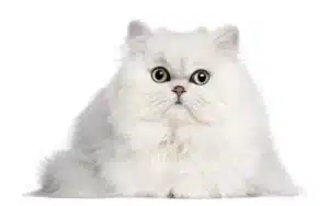 persian cat costly