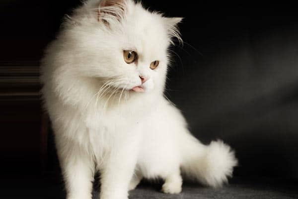 5 Best Cat Breeds For Dog Owners