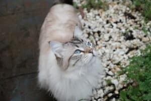 siberian forest cat 