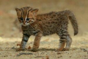rsuty spotted cat