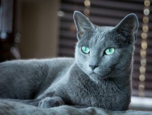 russian blue