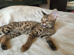 savannah cat