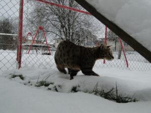 savannah cat