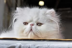 persian cat 