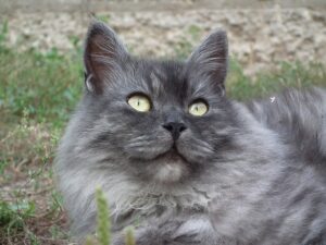 siberian cat