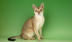 singapura cat