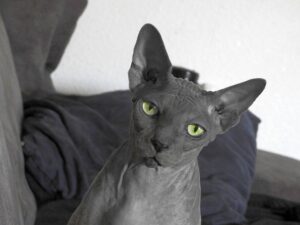 sphynx