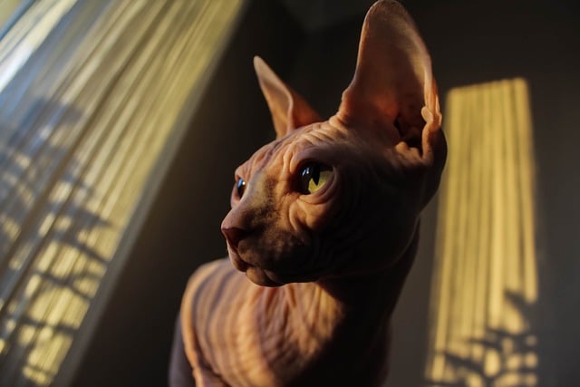 sphynx cat