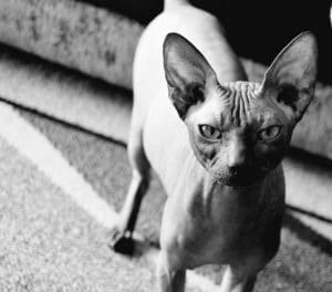 sphynx