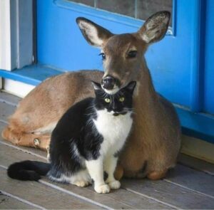 13 What a rare friendship of a cat and a deer