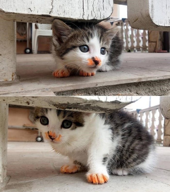 20+ Funny Images Of Hungry Cats Making Weird Messes While Eating 11