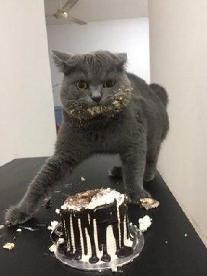 20+ Funny Images Of Hungry Cats Making Weird Messes While Eating 16