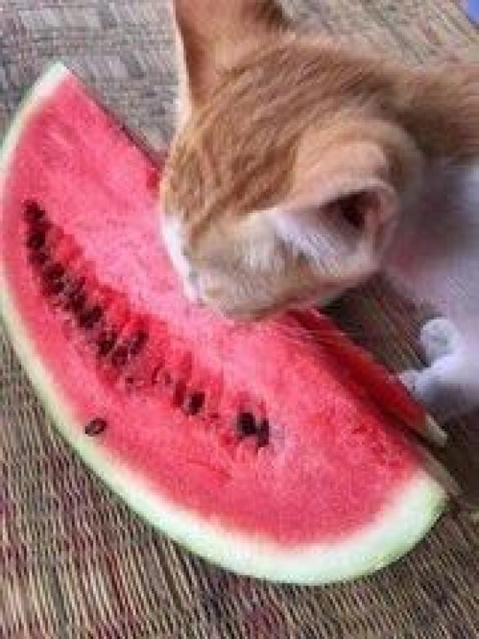 20+ Funny Images Of Hungry Cats Making Weird Messes While Eating 19