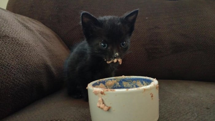 20+ Funny Images Of Hungry Cats Making Weird Messes While Eating 21
