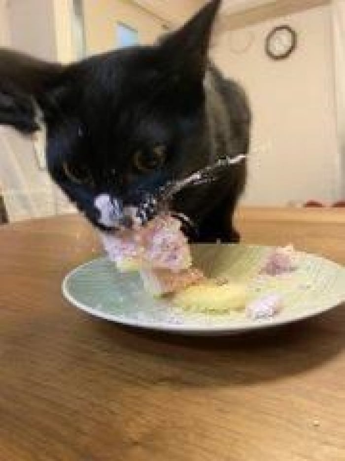 20+ Funny Images Of Hungry Cats Making Weird Messes While Eating 23