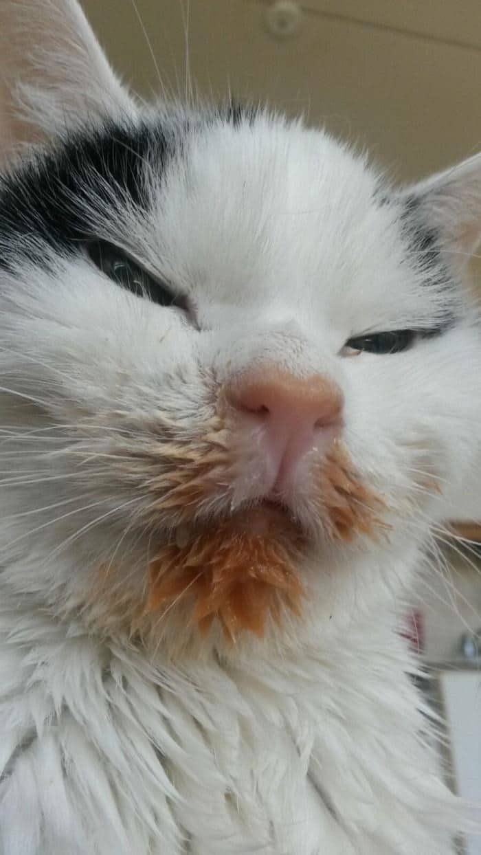 20+ Funny Images Of Hungry Cats Making Weird Messes While Eating 4