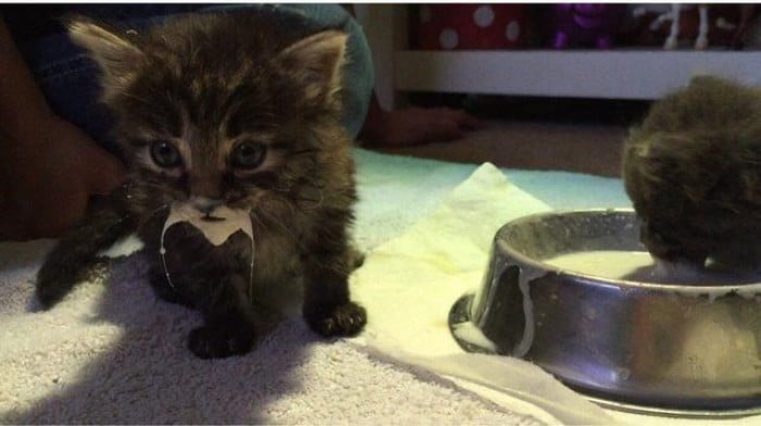 20+ Funny Images Of Hungry Cats Making Weird Messes While Eating 5