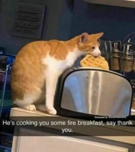 4 Guess who has a cat which can even cook breakfast for them