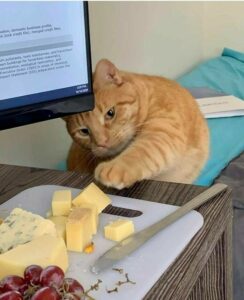 9 Why would you even think of eating that cheese without me You silly human