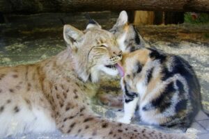 A stray cat enters the zoo and befriends a lynx 1