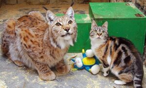 A stray cat enters the zoo and befriends a lynx 3