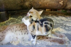 A stray cat enters the zoo and befriends a lynx 4