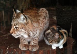 A stray cat enters the zoo and befriends a lynx 5