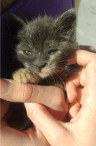 A tourist finds a kitten in the hotel trash and realizes that she needs help