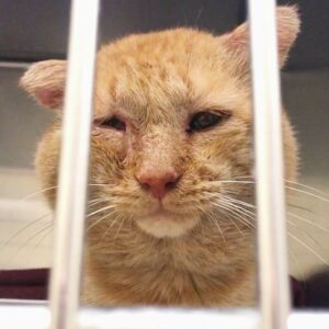 After being adopted, a shelter cat transforms from the saddest to the happiest cat