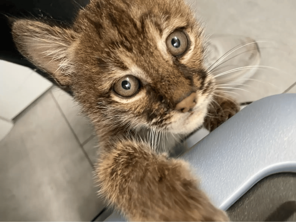An Orphaned Baby Bobcat Adopted By A Cute Cat 1