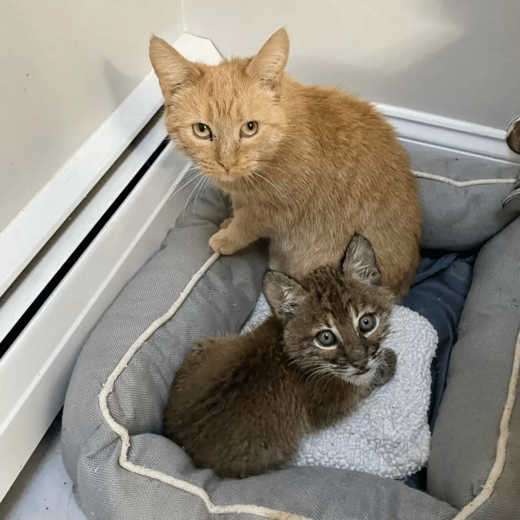 An Orphaned Baby Bobcat Adopted By A Cute Cat 2