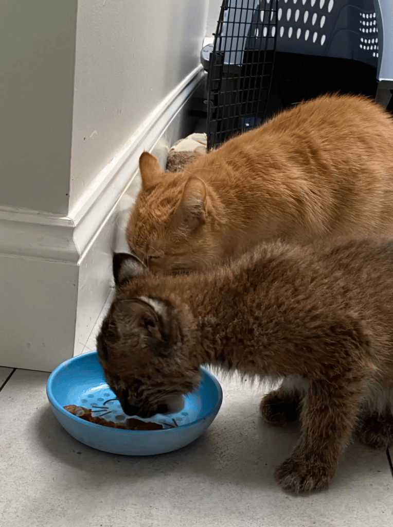 An Orphaned Baby Bobcat Adopted By A Cute Cat 3