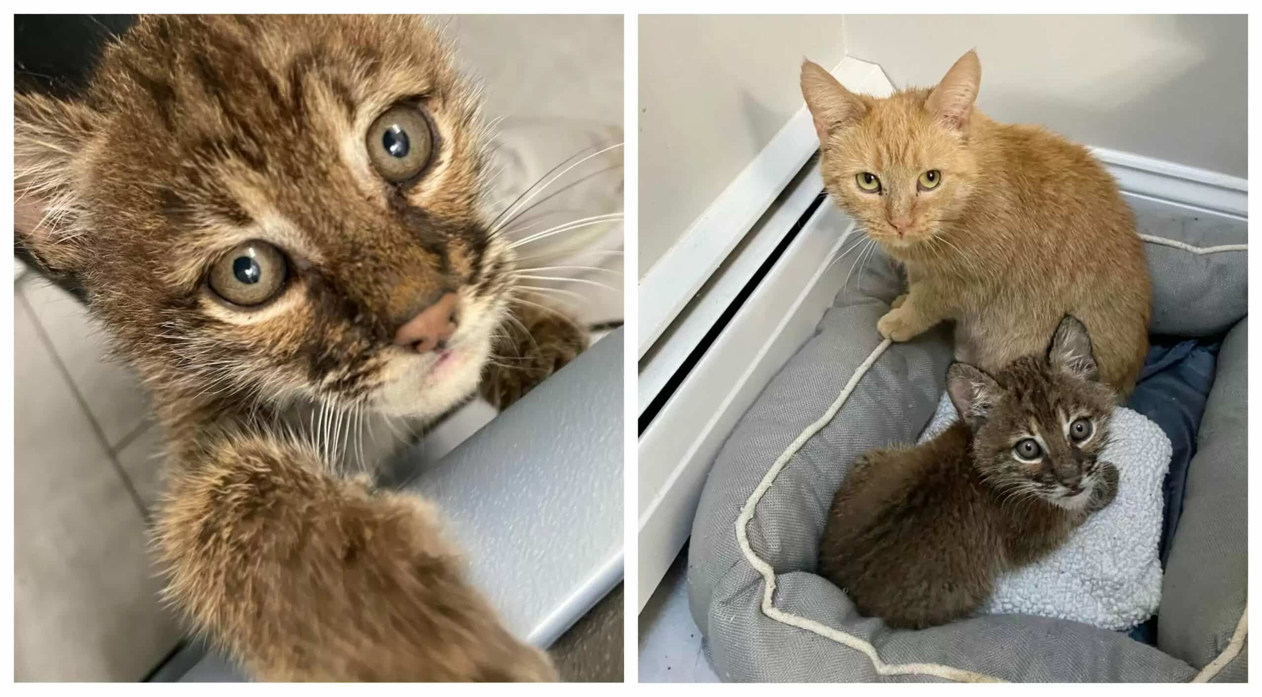 An Orphaned Baby Bobcat Adopted By A Cute Cat