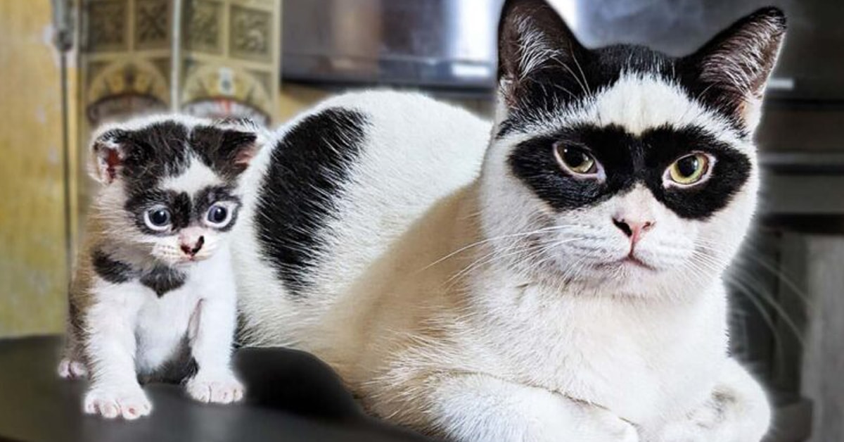 Beautiful Images Of Zorro The Father Cat Who Has A Kitten That Looks Alike 1