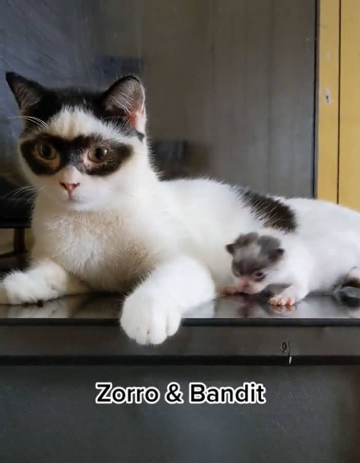 Beautiful Images Of Zorro The Father Cat Who Has A Kitten That Looks Alike 4
