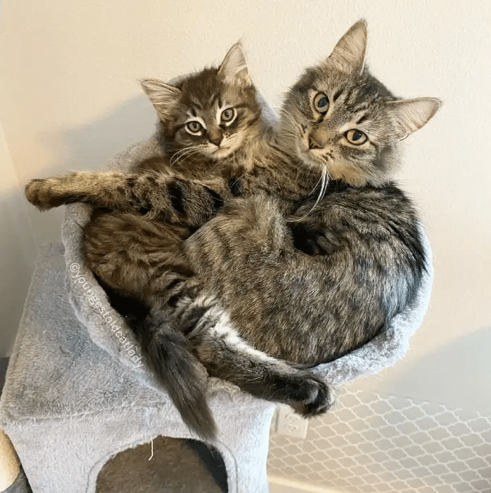 Cat And A Single Kitten Have The Same House Dream And An Unusual Deep Bond