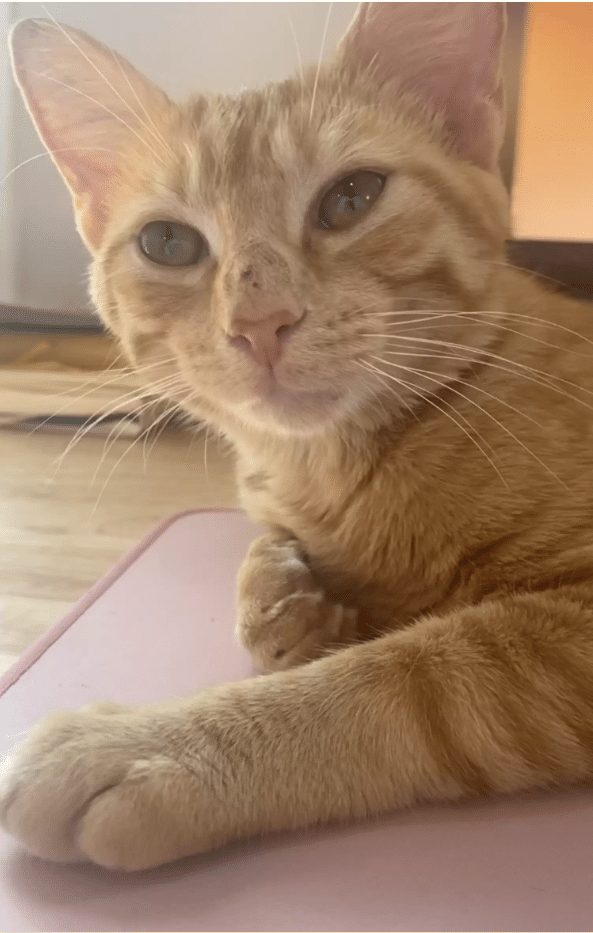 Cat Enters The Perfect Car After Being Left Alone In The McDonald's Parking Lot