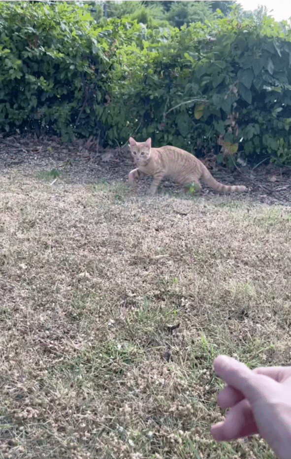 Cat Enters The Perfect Car After Being Left Alone In The McDonald's