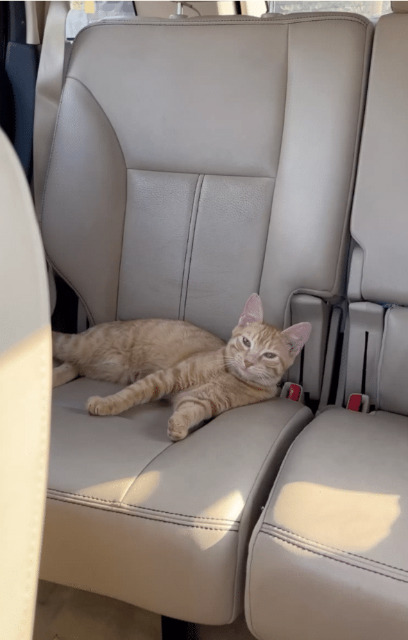 Cat Enters The Perfect Car After Being Left Alone